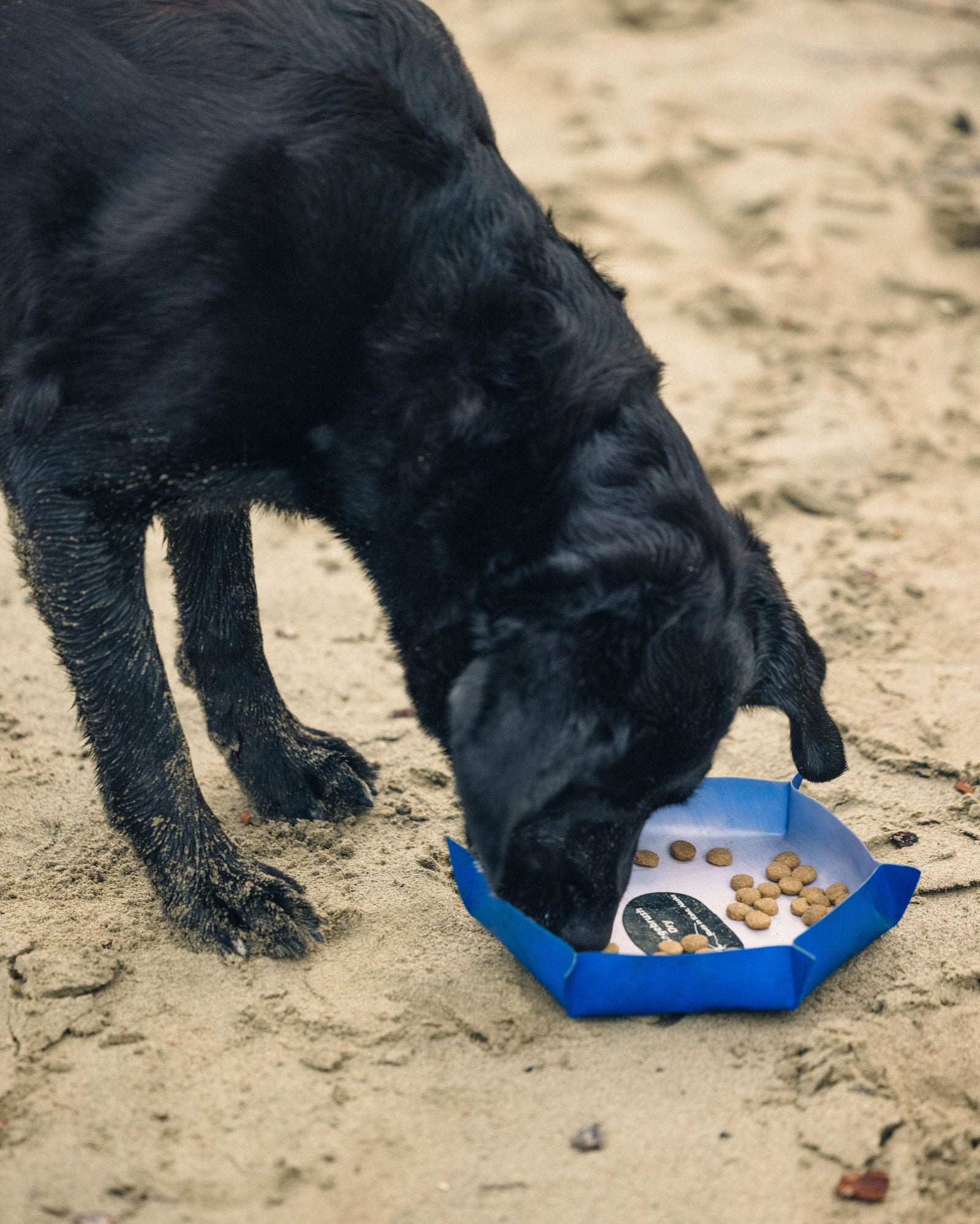 Camping Dog Bowl