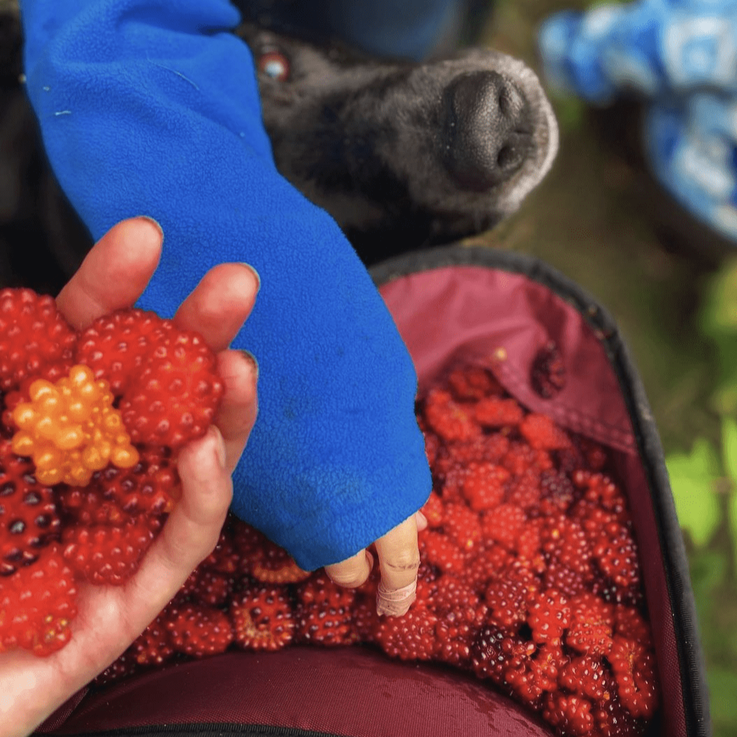 Hands Free Berry Picking Basket